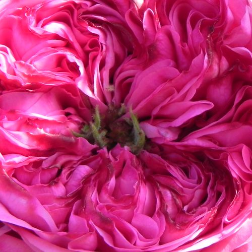 Růže eshop - Rosa  Rose des Peintres - intenzivní - Stromkové růže s květy anglických růží - růžová - - - stromková růže s keřovitým tvarem koruny - -